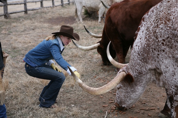 Wildcatter Ranch Longhorns